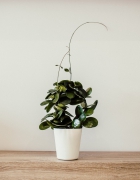 Het lekkerste eten in Alphen aan de Rijn