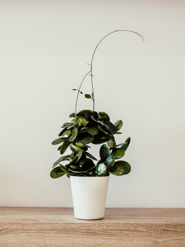 Tips om de luchtkwaliteit te verbeteren