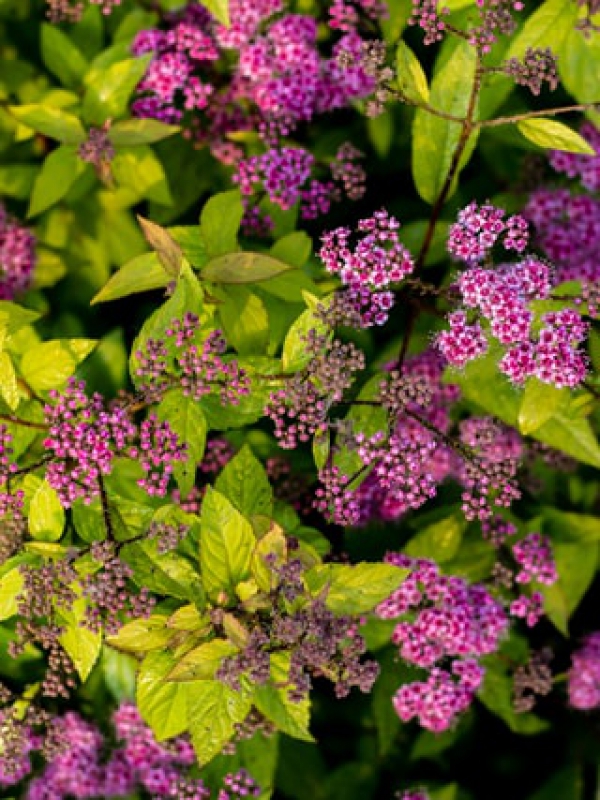 Wat te doen om de lente goed door te komen