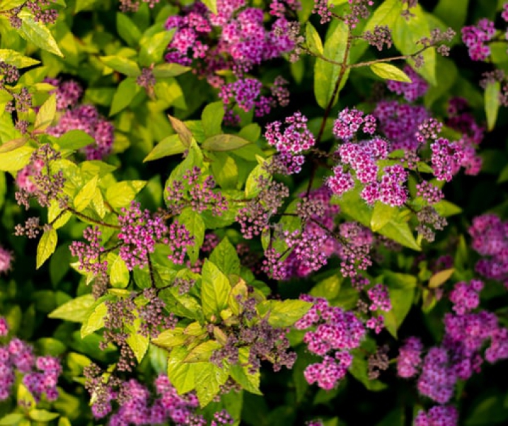 Wat te doen om de lente goed door te komen