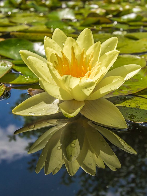 Zo zorg je ervoor dat het onderhouden van de tuin een leuke klus wordt!