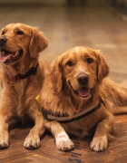 Visuele verbinding: beeldstrategieën voor klantbetrokkenheid