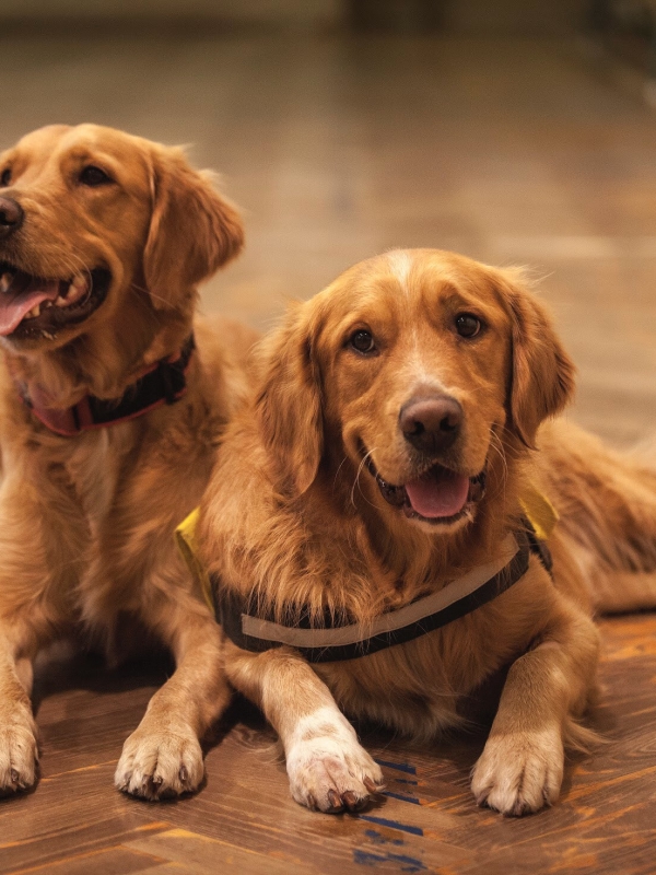 Medische dierenspecialisten: een mooie roeping